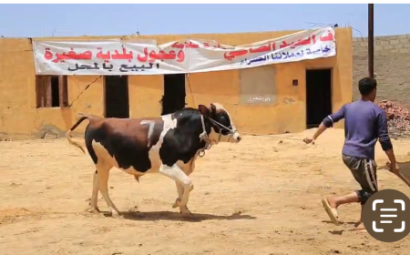 أحكام وشروط الأضحية