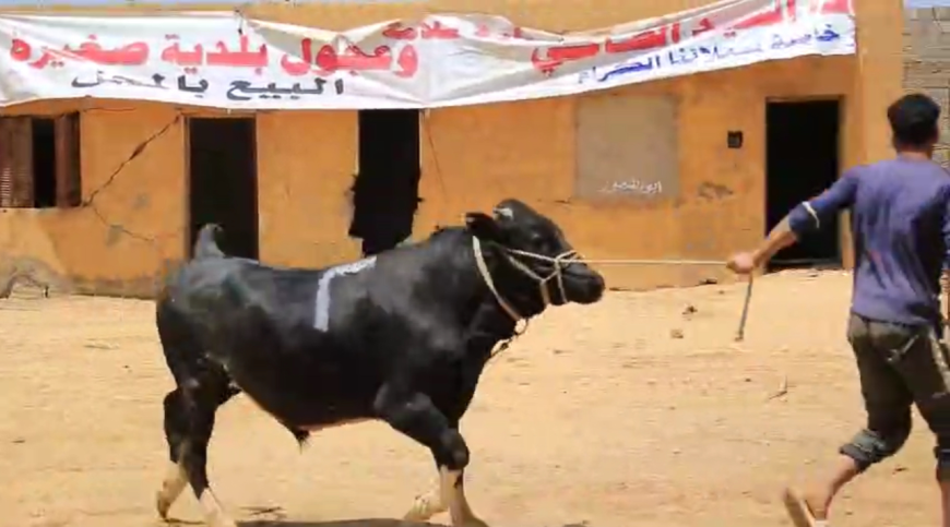 أحكام وشروط الأضحية