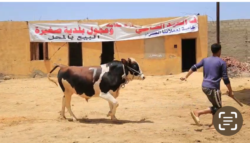 أحكام وشروط الأضحية
