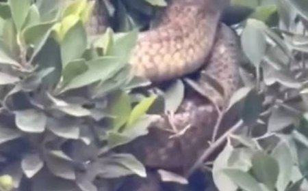 ثعبان كوبرا بطول مترين يثير الذعر في الغربية